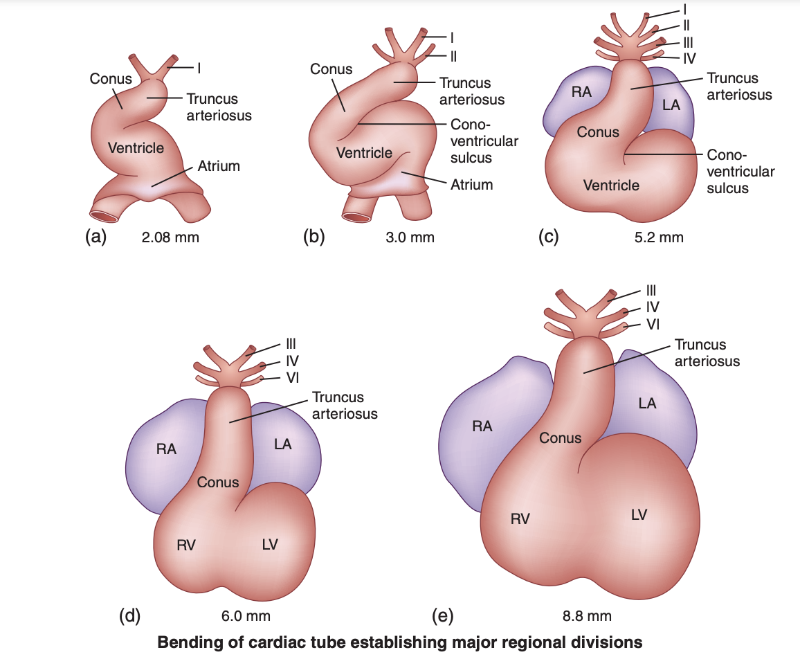 <p>Bending of the Cardiac Tube