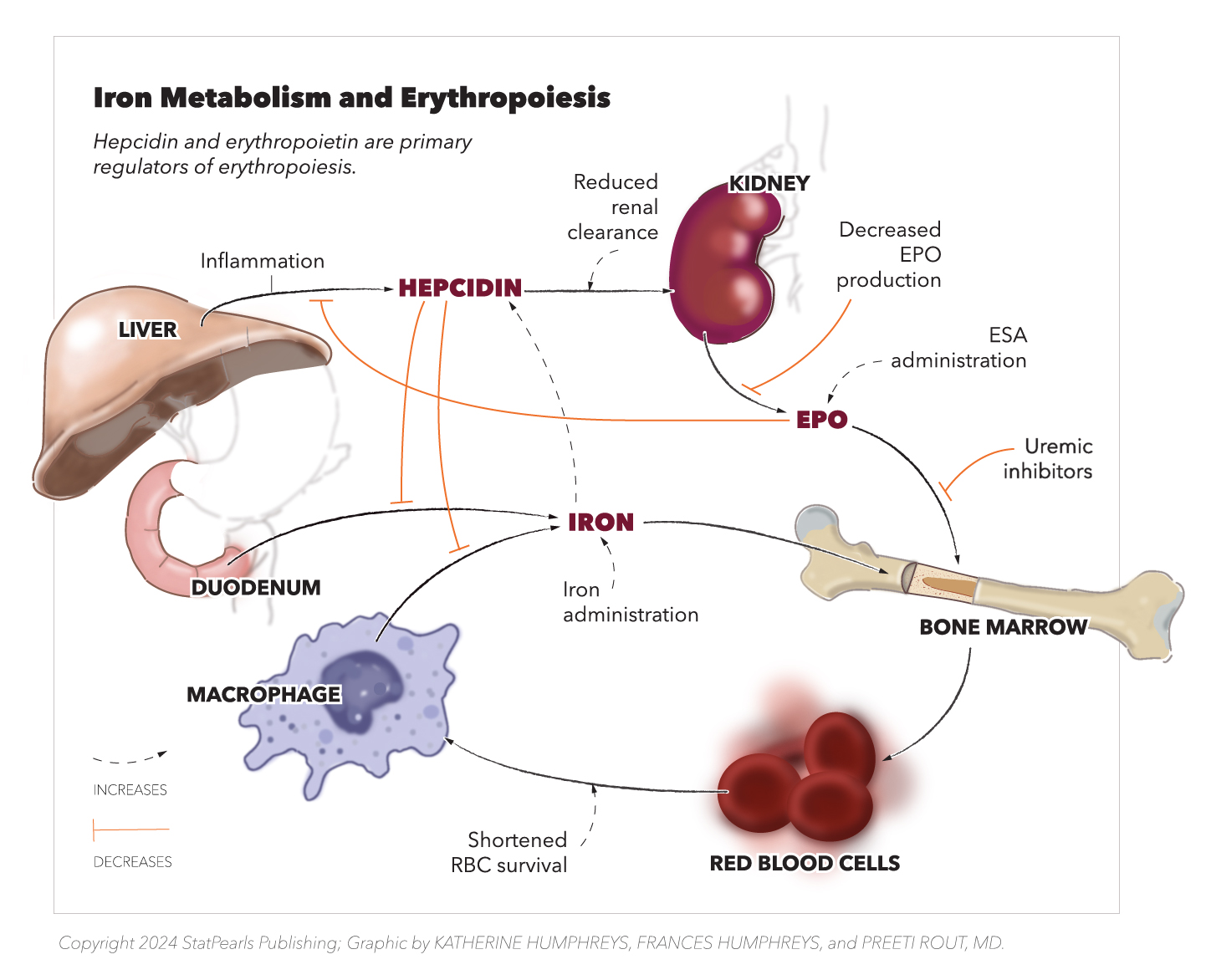 <p>Iron Metabolisms and Erythropoiesis