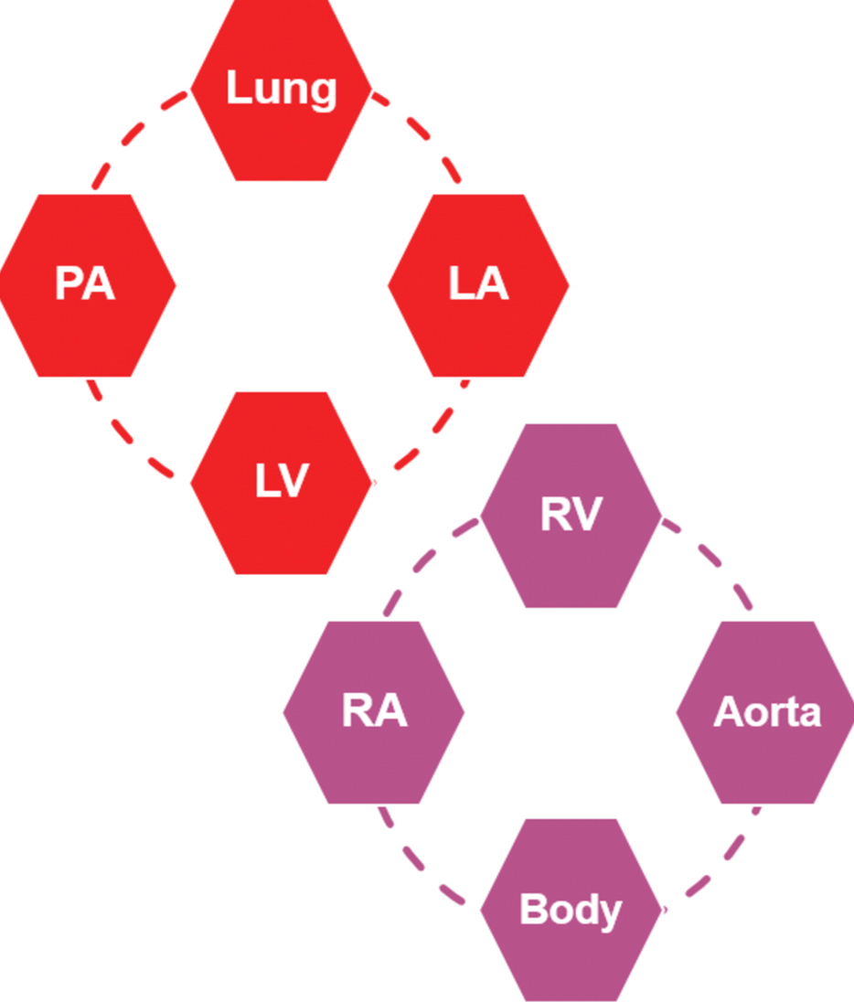 <p>Dextro-Transposition of the Great Arteries and&nbsp;Parallel Circulation