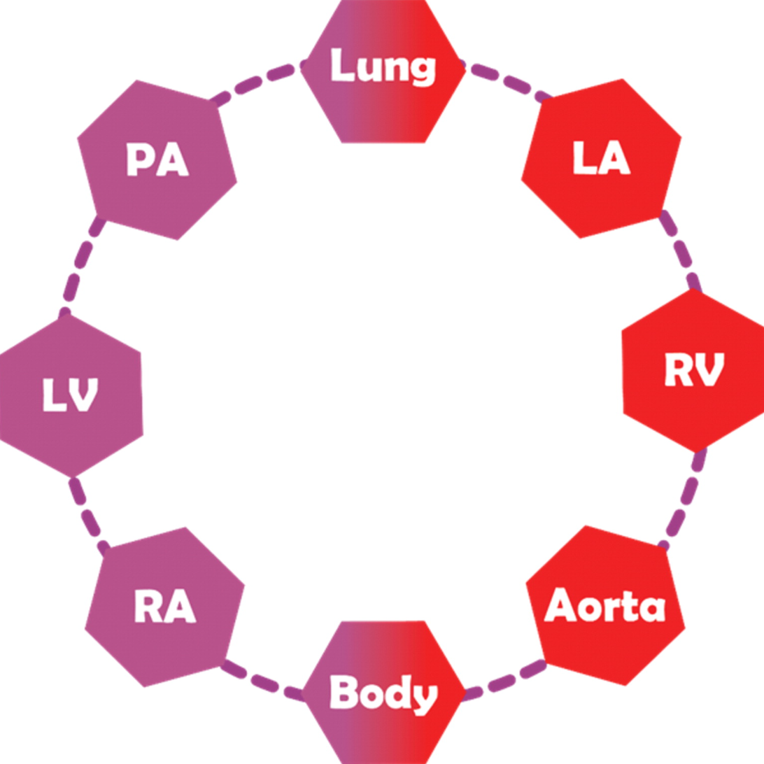 <p>Congenitally Corrected Transposition of the Great Arteries&nbsp;With Double Discordance