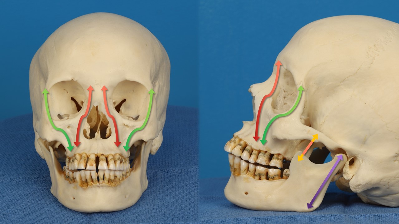 <p>Vertical Butresses of the Face