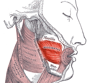 <p>Buccinator Muscle, Anatomy and Function