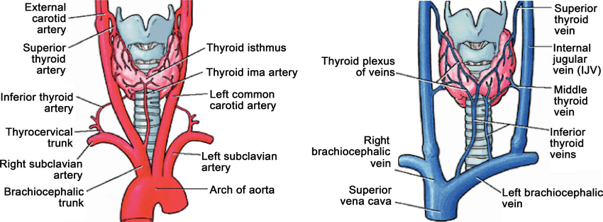 <p>Arterial and Venous Anatomy of the Thyroid Gland