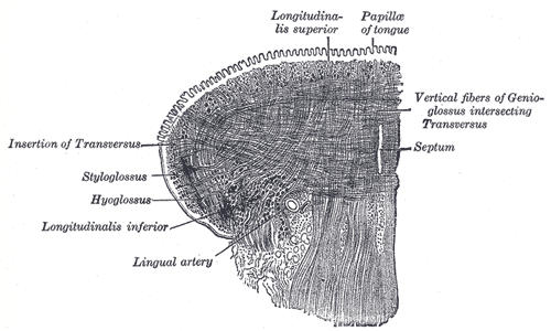 <p>The Mouth, Coronal section of tongue; showing intrinsic muscles, Insertion of Transversus, Styloglossus, Hyoglossus, Longi