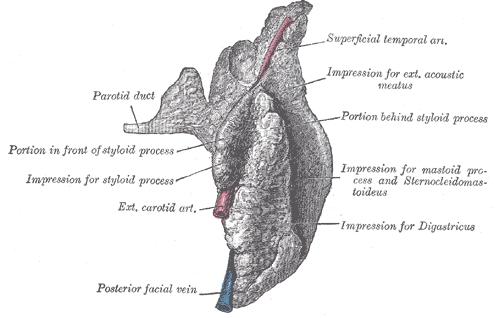 <p>The Mouth, Right Parotid Gland, Posterior