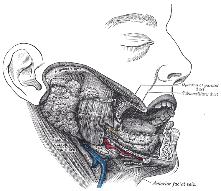 <p>The Mouth, Dissection.&nbsp;Dissection of the mouth showing the salivary glands on the right side.</p>