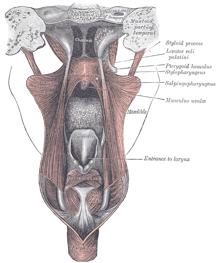 <p>The Fauces, Dissection of the muscles of the palate from behind, Larynx, tongue, Pharyngopalatinus, Constrictor pharyngis 