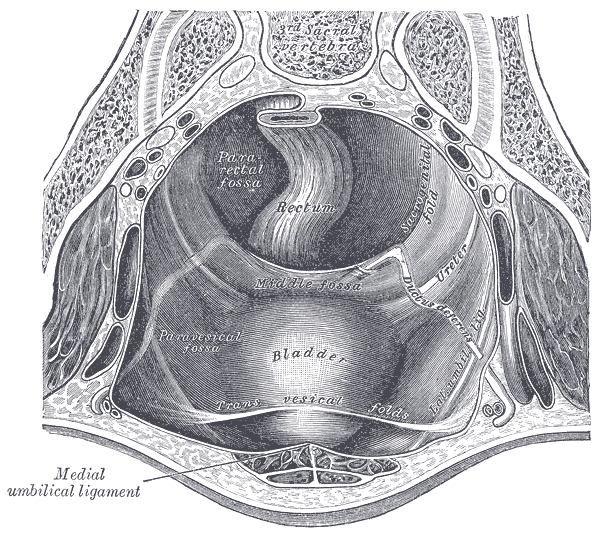 <p>The Abdomen, The peritoneum of the male pelvis, Medial umbilical ligament, Rectum, Bladder, Pararectal fossa, Paravesical 