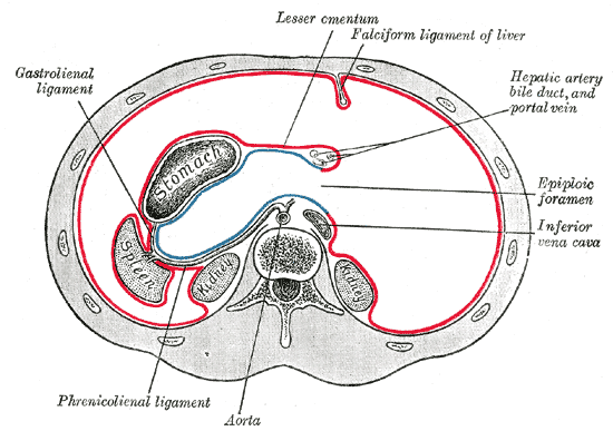<p>The Abdomen, Horizontal disposition of the peritoneum in the upper part of the abdomen, Phrenico Lienal ligament, Aorta, I