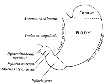 <p>Outline of the Stomach Showing its Anatomical Landmarks