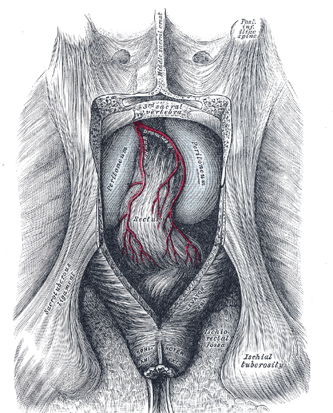 <p>The Large Intestine, The posterior aspect of the rectum exposed by removing the lower part of the sacrum and the coccyx, I