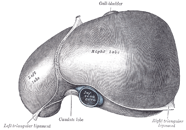 <p>The Liver. The superior surface of the liver.</p>