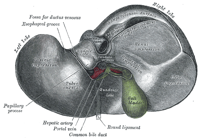 <p>The Liver, Inferior surface of the liver, Gall Bladder, Hepatic artery, Portal vein, Common bile duct</p>