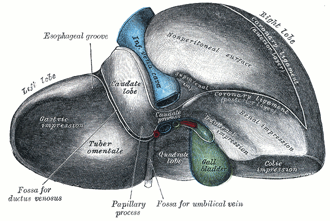 <p>Posterior and Inferior Surfaces of the Liver