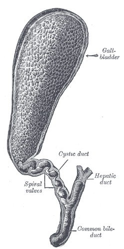 <p>The Gallbladder and Bile Ducts Laid&nbsp;Open. The hepatic duct, cystic duct, spiral valves, and common bile duct.</p>