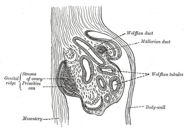 <p>The Urogenital Apparatus, Section of the urogenital fold of a chick embryo of the fourth day, Wolffian tubules and duct, M