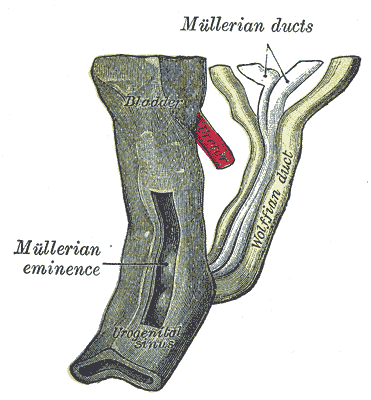 <p>The Urogenital Apparatus, Urogenital sinus of female human embryo of eight and a half to nine weeks old, Mullerian duct, W