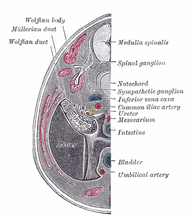 <p>Urogenital Apparatus, Human Embryo Aged 8