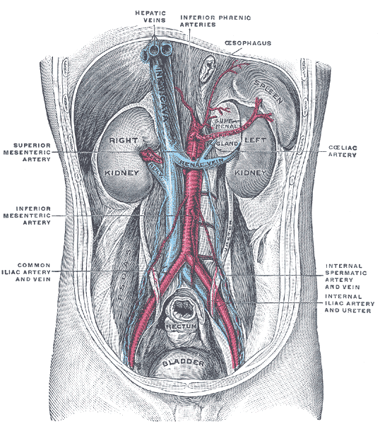 <p>The Urinary Organs, Posterior abdominal wall; after removal of the peritoneum; showing kidneys, suprarenal capsules, and g