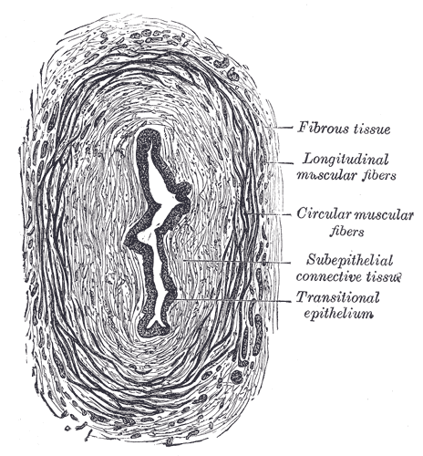 <p>Transverse Section of Ureter