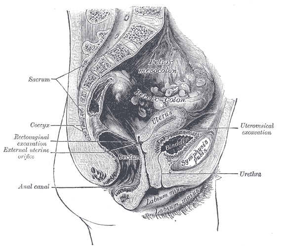 <p>The Urinary Bladder, Median sagittal section of female pelvis</p>