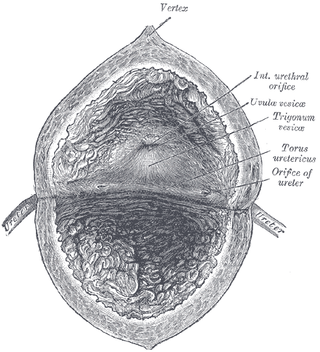<p>The Urinary Bladder, The interior of bladder, Vertex, Interior urethral orifice, Uvula Vesicae, Torus ureteric, Orifice of
