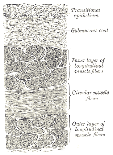 <p>Urinary Bladder, Vertical Section of Bladder Wall