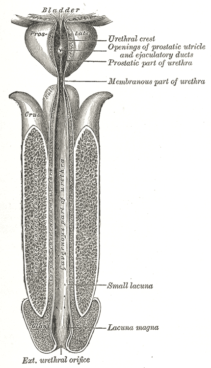 <p>The male Urethra, The male urethra laid open on its anterior Surface from above, lacuna, Prostate, bladder</p>