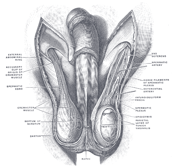 <p>The Male Genital Organs, The scrotum