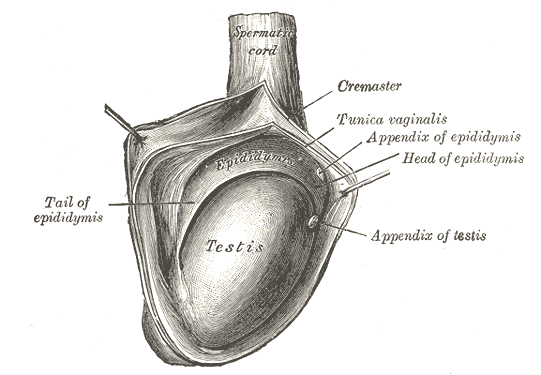 <p>The Male Genital Organs, The right testis, exposed by laying open the tunica vaginalis, Testis, Tail of Epididymis, Cremas