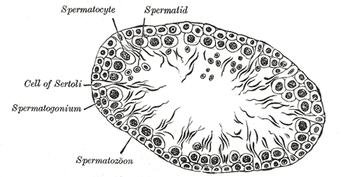<p>The Male Genital organs, Transverse section of a tubule of the testis of a rat</p>