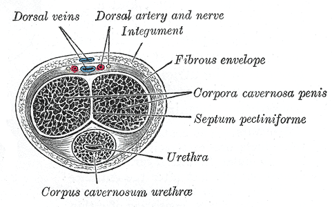 <p>The Penis, Transverse Section of the Penis, Corpus Cavernosum Urethrae, Urethra, Septum Pectiniforme, Corpora Cavernosa Pe