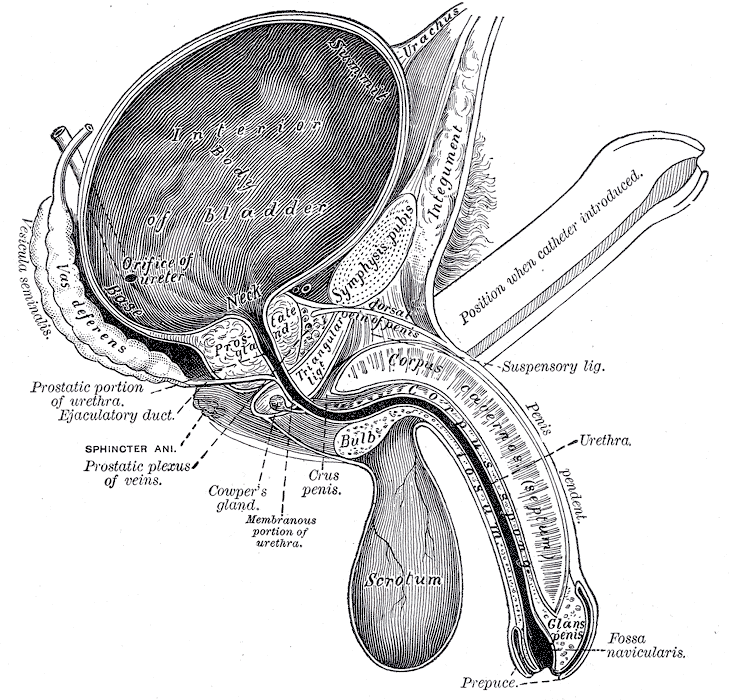 <p>The Penis, Vertical section of bladder, penis, and urethra</p>
