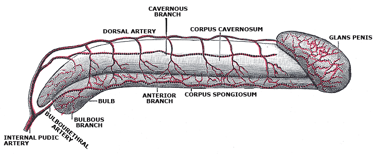 <p>The Penis, Diagram of the arteries of the penis, Corpus Cavernosum, Glans penis, bulbous branch</p>
