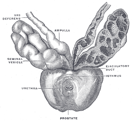 <p>The Prostate, Prostate with seminal vesicles and seminal ducts, viewed from in front and above</p>