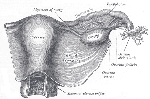 <p>The Female Genital Organs, Uterus and right broad ligament; seen from behind, Uterine Tube, Ovary, Epoophoron, Ovarian Fim