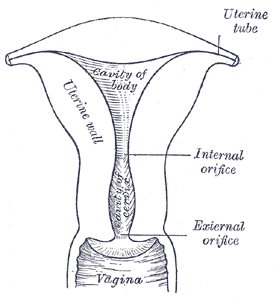 <p>The Uterus, Posterior half of uterus and upper part of vagina, Uterine Tube, Cavity of body, Uterine wall, Internal Orific