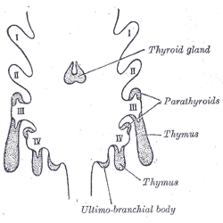 <p>The Ductless Glands, Scheme showing development of branchial epithelial bodies, Thyroid Gland, Parathyroids, Thymus</p>