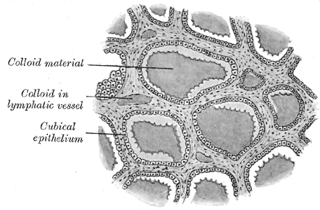 <p>The Ductless Glands, Section of thyroid gland of sheep, Colloid material, Colloid in lymphatic vessel, Cubical epithelium<