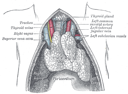 <p>The Thymus, The thymus of a full-time fetus, Pericardium</p>
