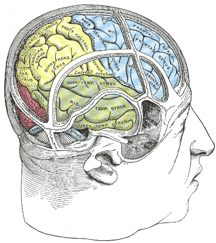 <p>Drawing of a cast by Cunningham to illustrate the relations of the brain to the skull; Temporal Lobe, Occipital lobe, Fron