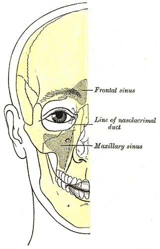 <p>Anatomical Positioning of Sinuses