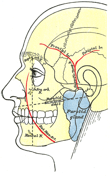 <p>Surface Markings of Special Regions of the Head