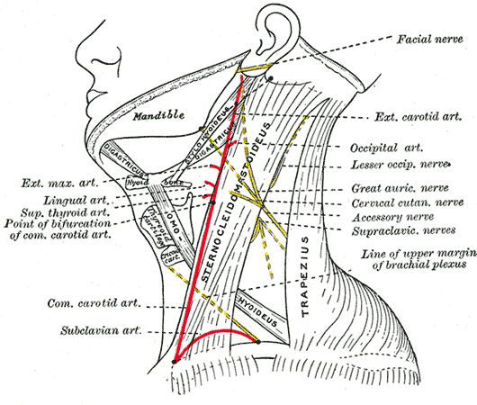 <p>Side of neck, showing chief surface markings, Sternocleidomastoideus, Trapezius, Omohyoideus, Nerves and Arteries of the n