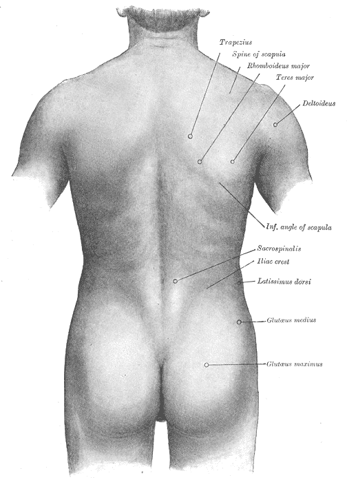 <p>Surface Anatomy of the Back