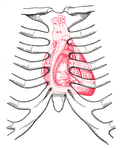 <p>Surface markings of the Thorax, Diagram showing relations of opened heart to front of thoracic wall, Ant; Anterior segment