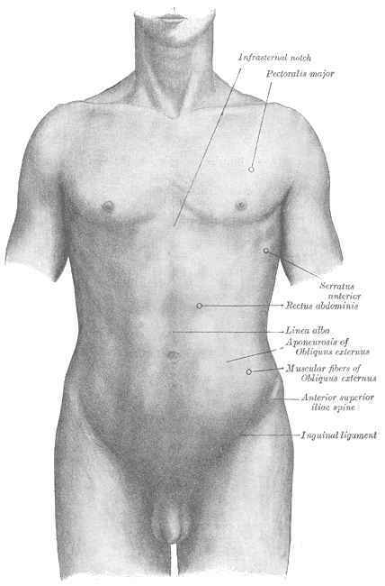 <p>Surface anatomy of the front of the thorax and abdomen, Infrasternal notch, Pectoralis major, Serratus Anterior, Rectus ab