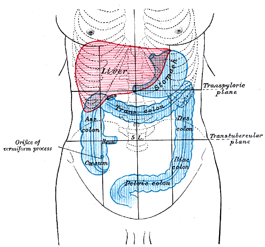 <p>Front of abdomen, showing surface markings for liver, stomach, and great intestine</p>