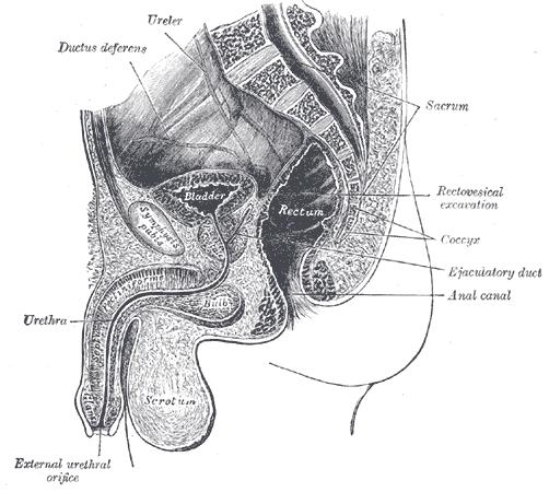 <p>Median Sagittal Section of the Male Pelvis