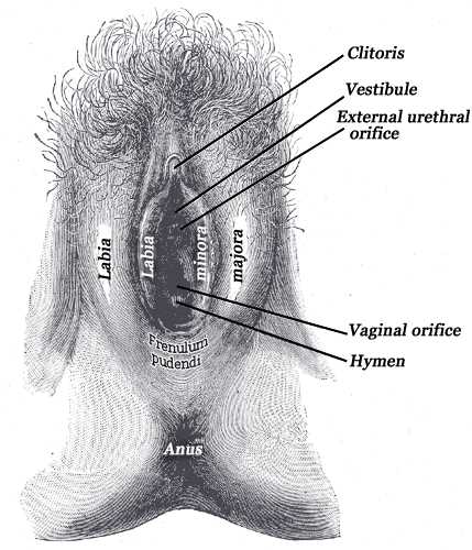 <p>External genital organs of female, The labia minora have been drawn apart, Cliotirs, Vestibule, Urethral orofice, Vaginal 